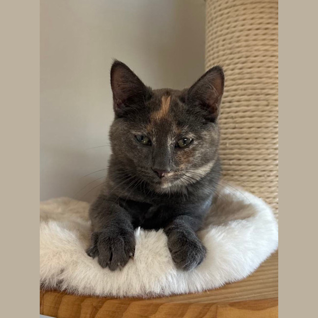 Photo of Misty   Located In Bellfield