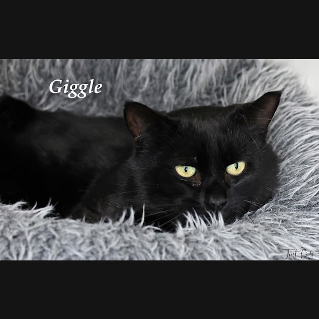 Photo of Giggle   Foster To Adopt