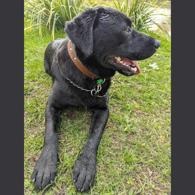 Photo of Buddy