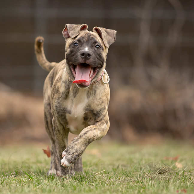 Photo of Tugzy (Previously Hendrix)