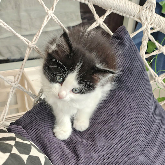 Photo of Misty