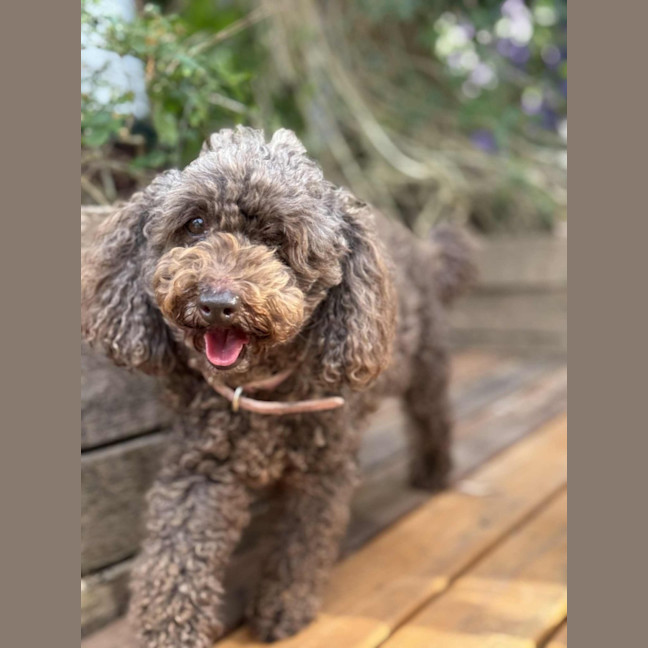 Photo of Hershey & Sugar 💗