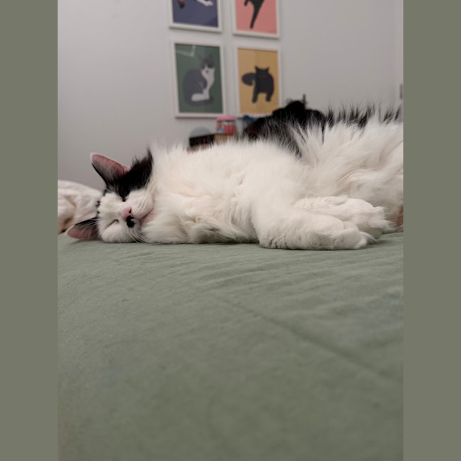 Photo of Beerus   In Foster Care In Northcote