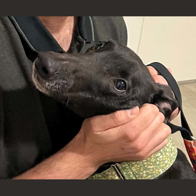 Photo of Boston, The Greyhound