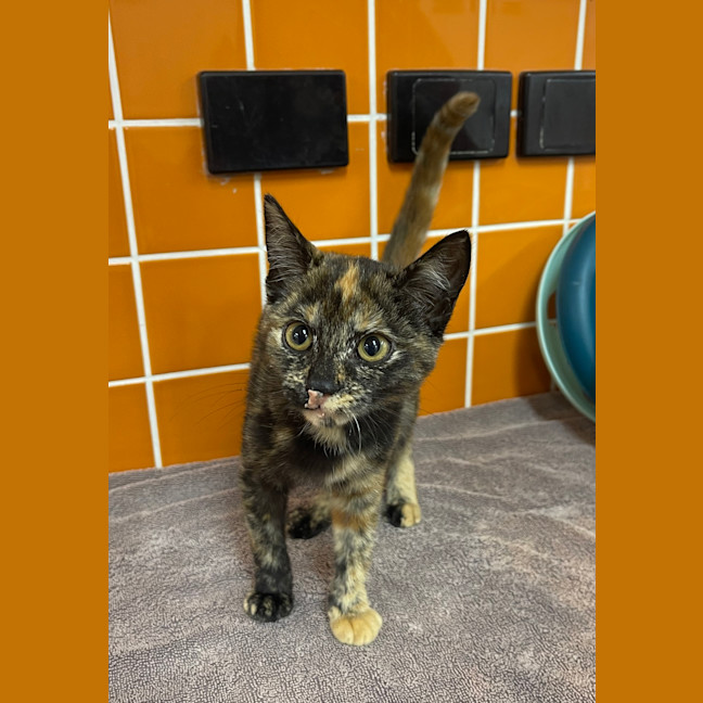 Photo of Spice