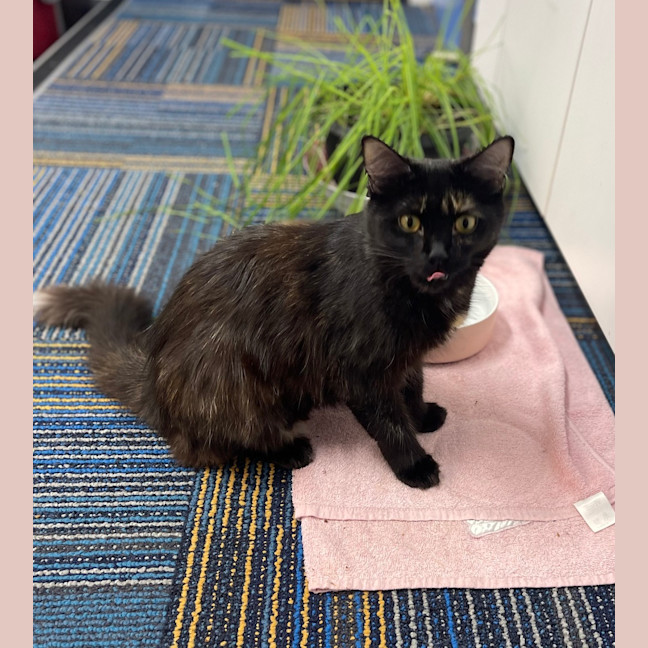 Photo of Tawny