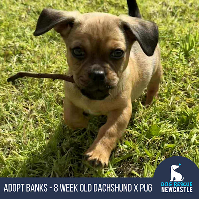 Photo of Banks   8 Week Old Dachshund X Pug