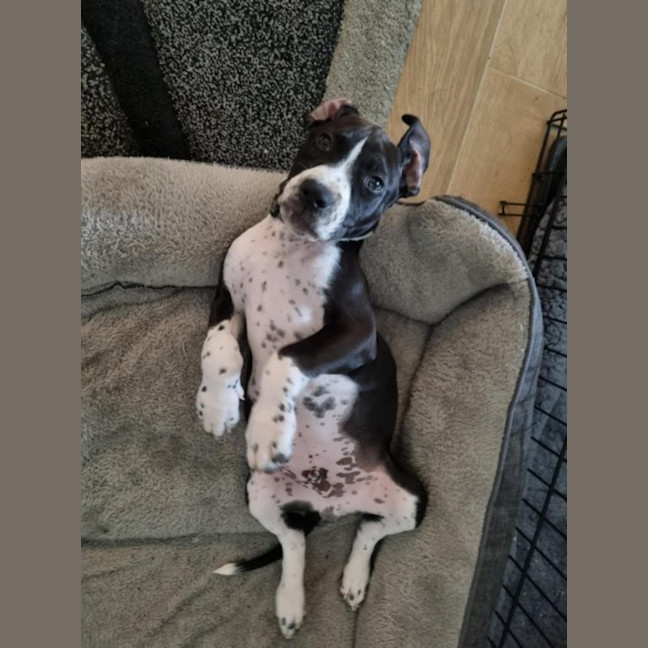 Photo of Chester   3 Month Old Staffy X (Trial)