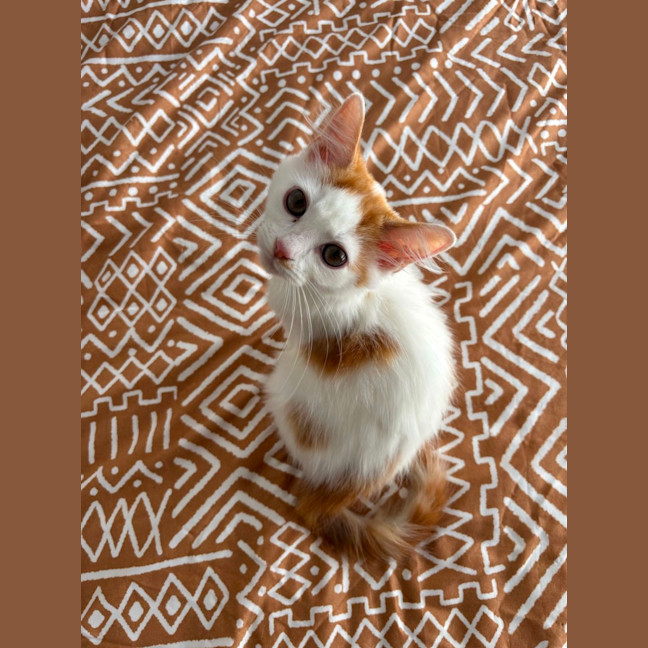 Photo of Bug