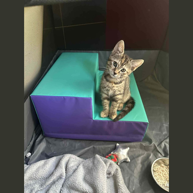 Photo of Harriet