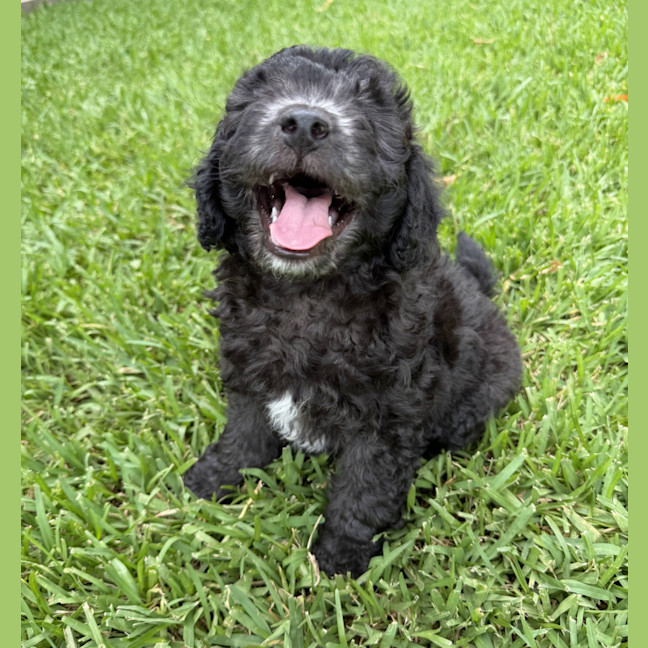 Photo of Baxter