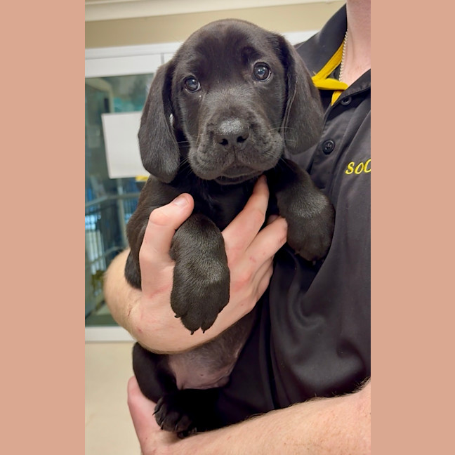 Photo of Louie