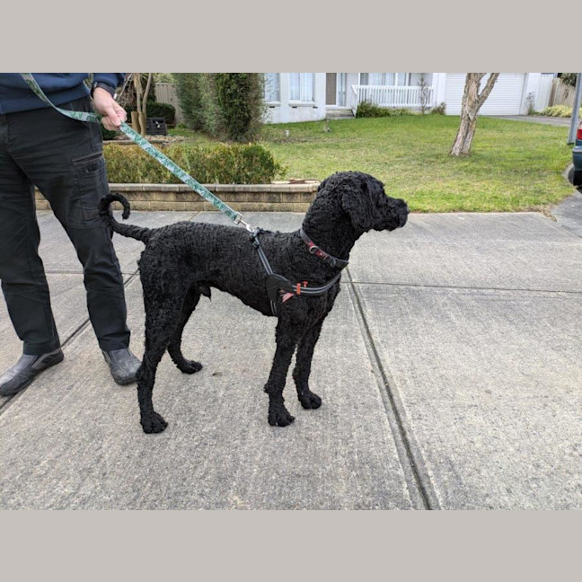 Photo of Arthur Russelton