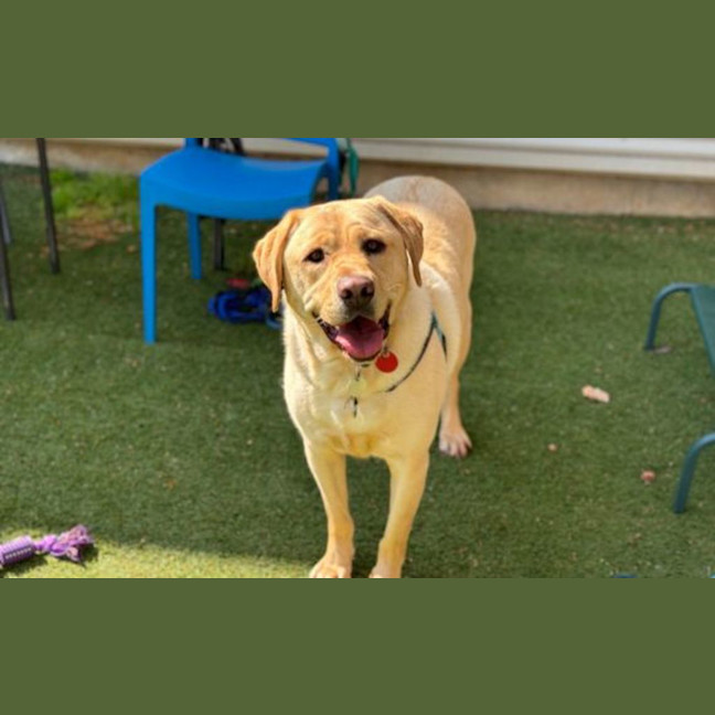 Photo of Archie