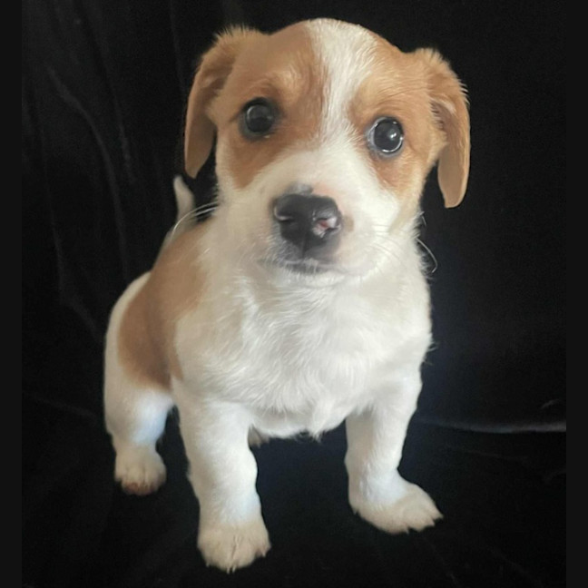 Photo of Fizzle