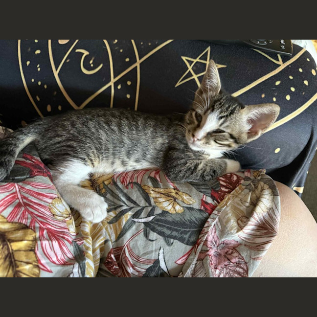 Photo of Atticus