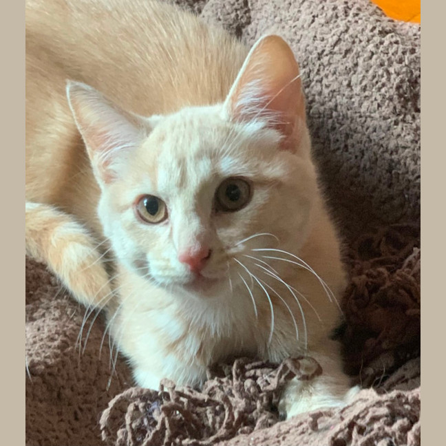 Photo of Carter 😸🧡🐈😽