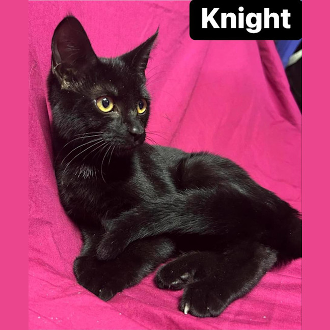 Photo of Knight   Reduced Adoption Fee