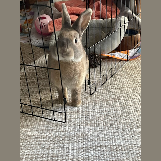 Photo of Peach Unity