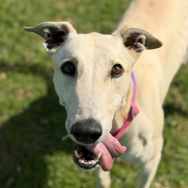 Photo of Tyson The Greyhound