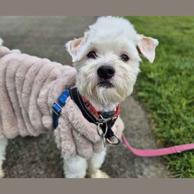 Photo of Snowy
