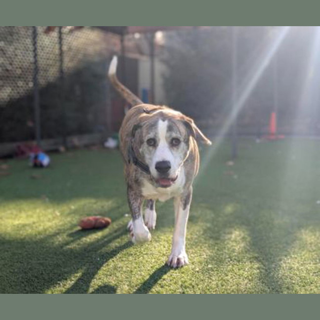 Photo of Indi