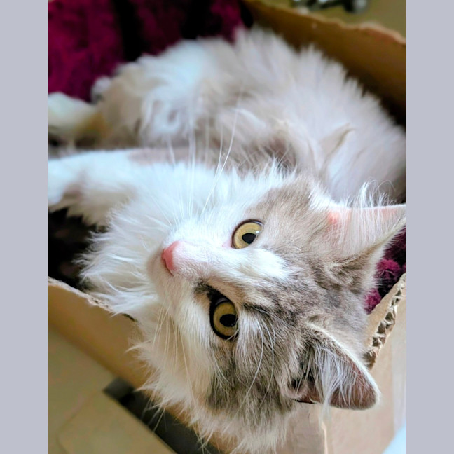 Photo of Roxy 