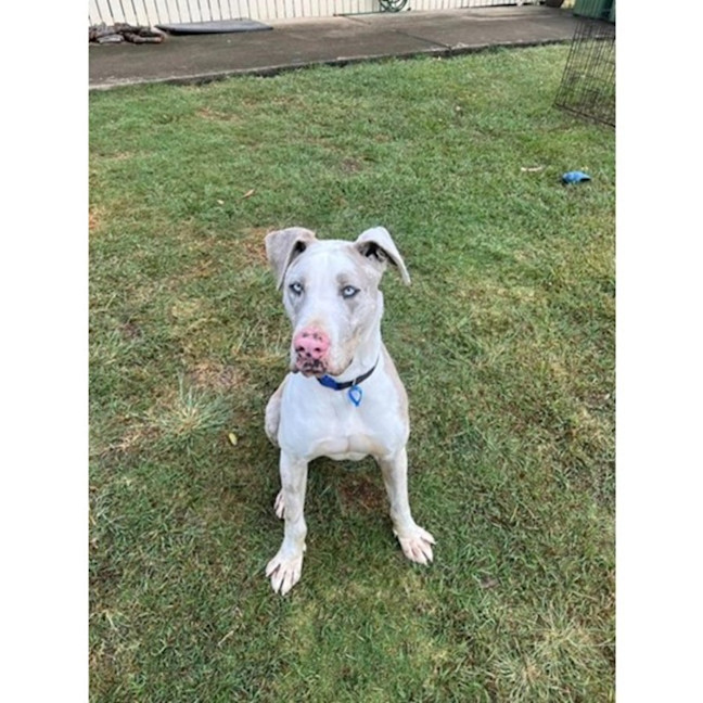 Photo of Napoleon *$250 Adoption Fee*