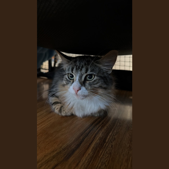 Photo of Damper
