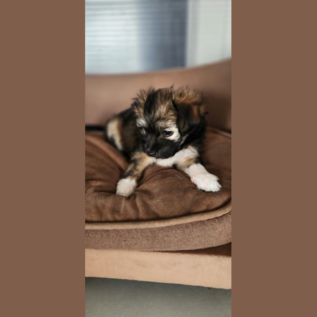 Photo of Mittens   8 Week Old Terrier X