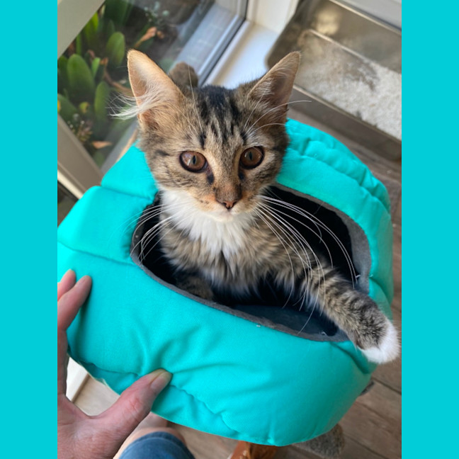 Photo of Abigail   Meet Me At Pet Stock Keysborough