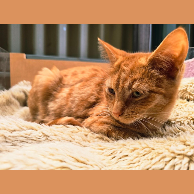 Photo of Dorito
