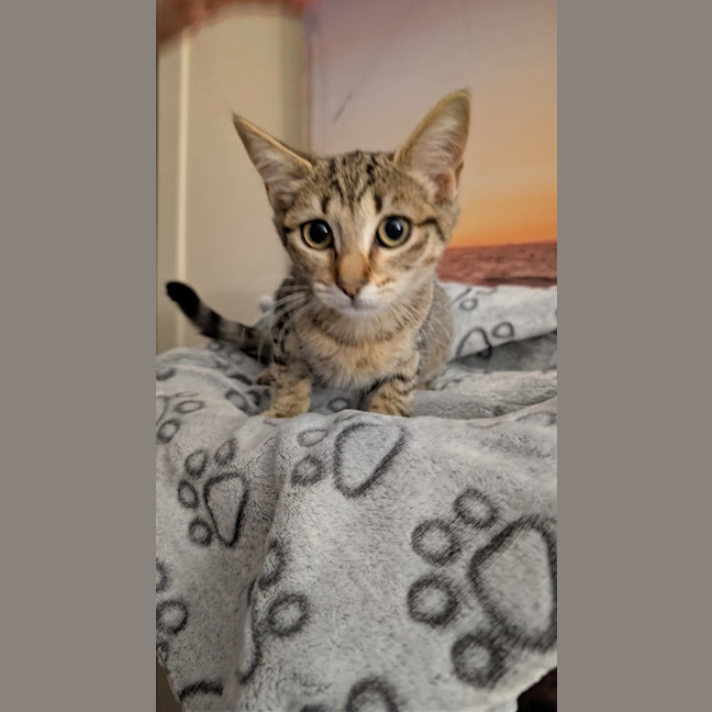 Photo of Angel