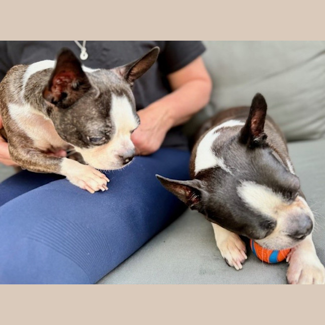 Photo of Spock & Oscar   6 Yo Boston Terrier