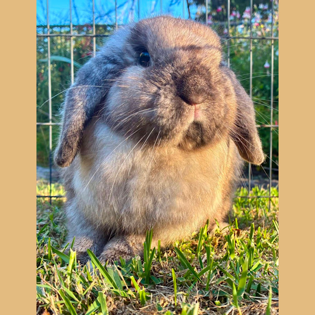 Photo of Smokey