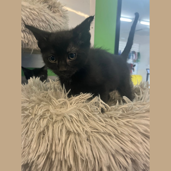 Photo of Captain Amelia