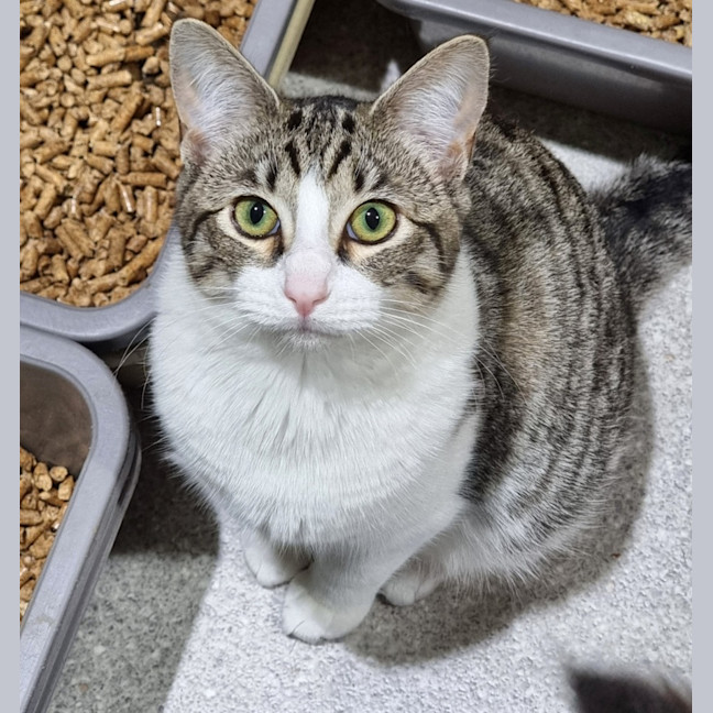 Photo of Starry