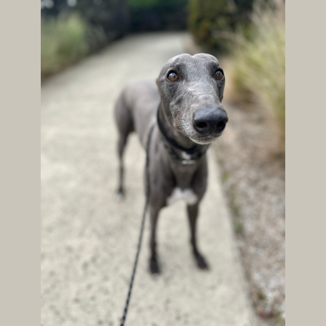 Photo of Alfie