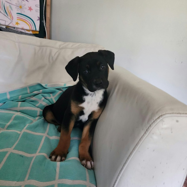 Photo of Poppie