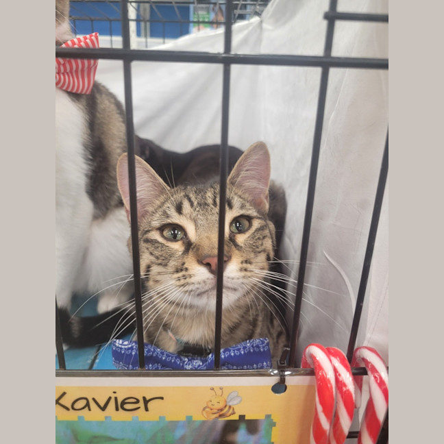 Photo of Xavier 