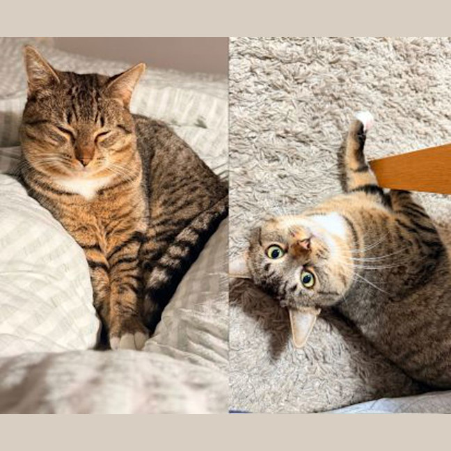 Photo of Tabby