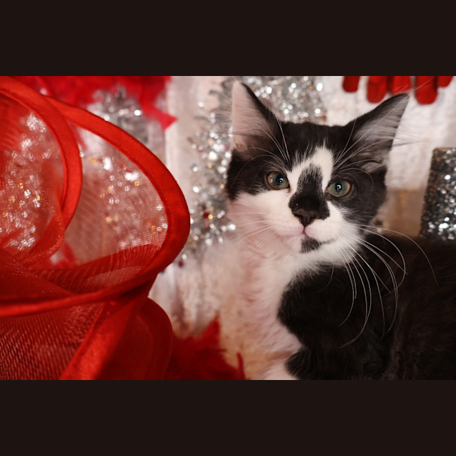 Photo of Tango