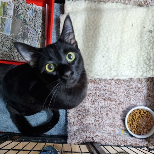 Photo of Sooty