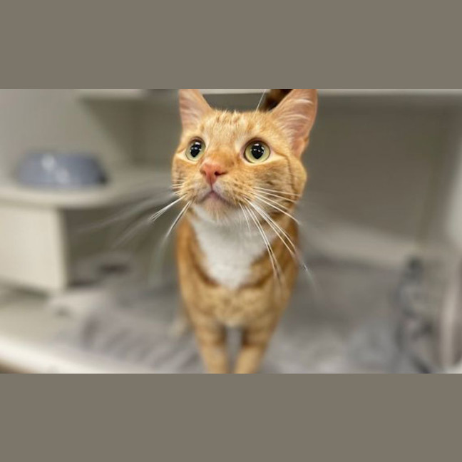 Photo of Finn