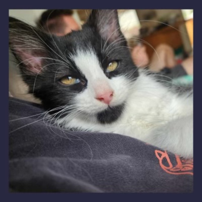 Photo of Sylvester 