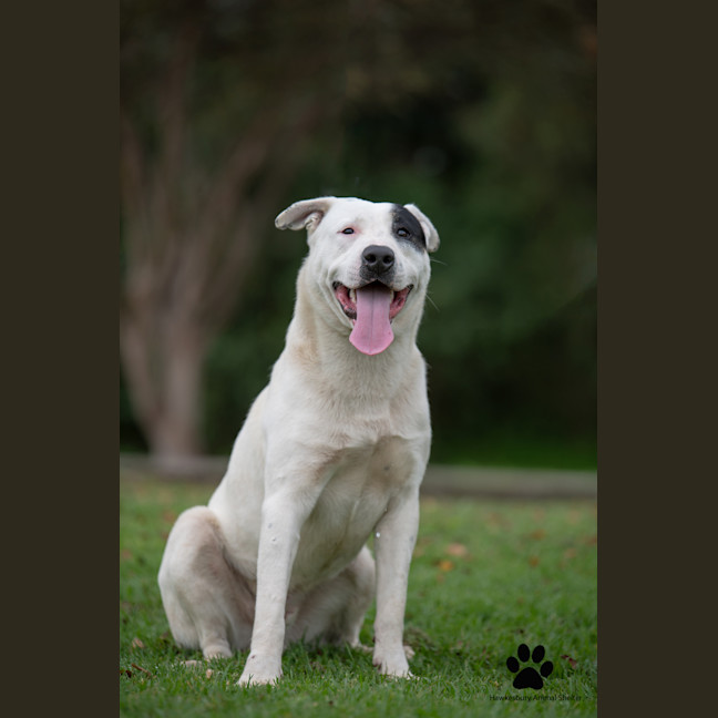 Photo of Pirate