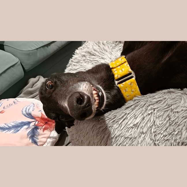 Photo of Eve, The Greyhound