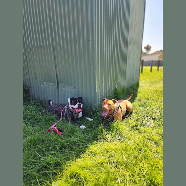 Photo of 🍄 Yoshi 5242 🍄