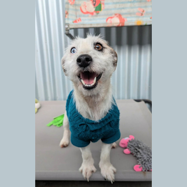 Photo of Roxy