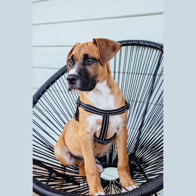 Photo of Baxter